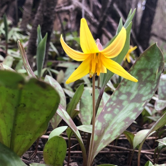 Meet your Posher, Tessa - Picture 1 of 1